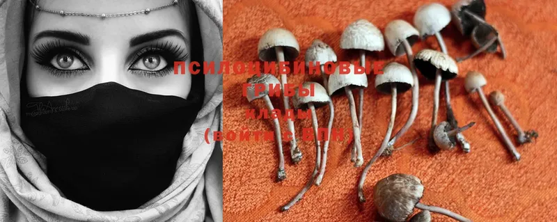 Галлюциногенные грибы Psilocybe Егорьевск