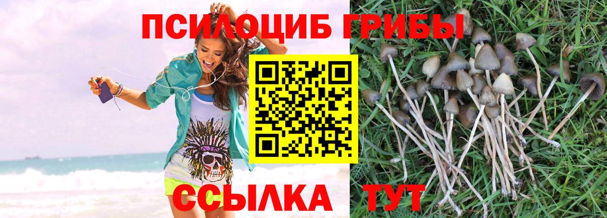 Псилоцибиновые грибы GOLDEN TEACHER  купить закладку  Егорьевск  Псилоцибиновые грибы мухоморы  Вход с VPN 